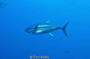 Yellow Fin Tuna (with silhouette of hammerhead in backgro... by Tom Radio 